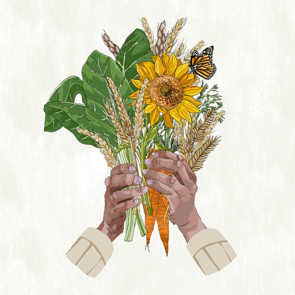'who feeds us?' series illustration. Hands holding wheat, greens and sunflowers