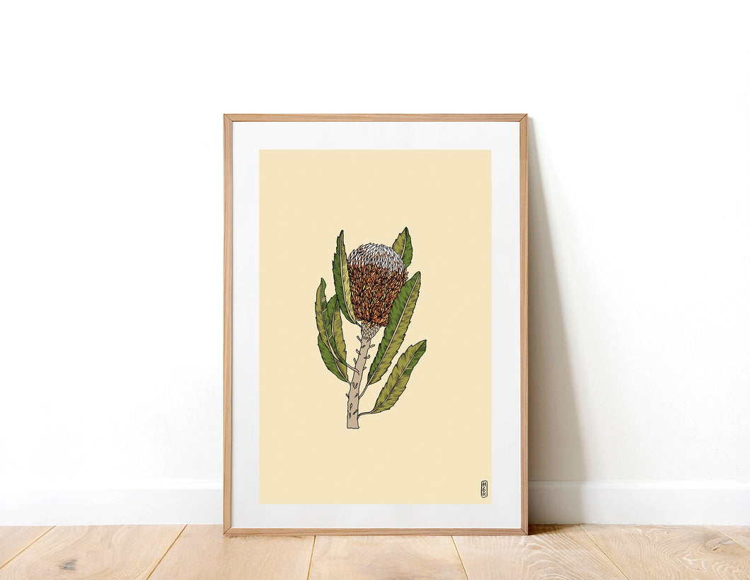Banksia Flower Art Print