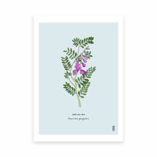 Load image into Gallery viewer, Darling Pea (Swainsona galegifolia) Art Print

