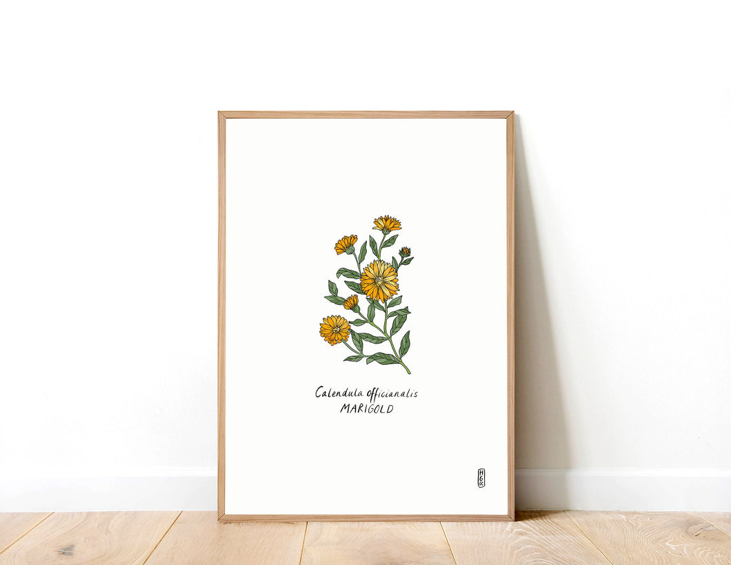 Calendula officinalis (Marigold) Art Print