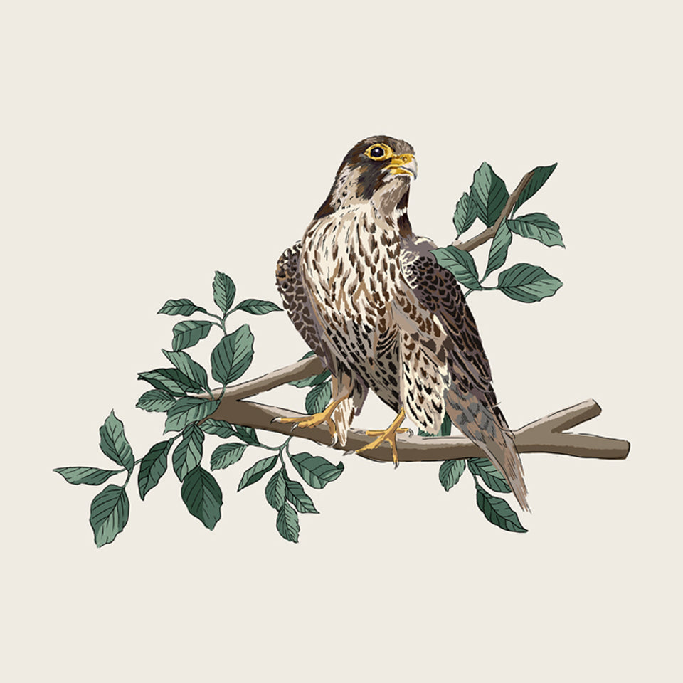 digital illustration of a single peregrine falcon on a branch