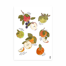 Load image into Gallery viewer, British Heirloom Apples Art Print
