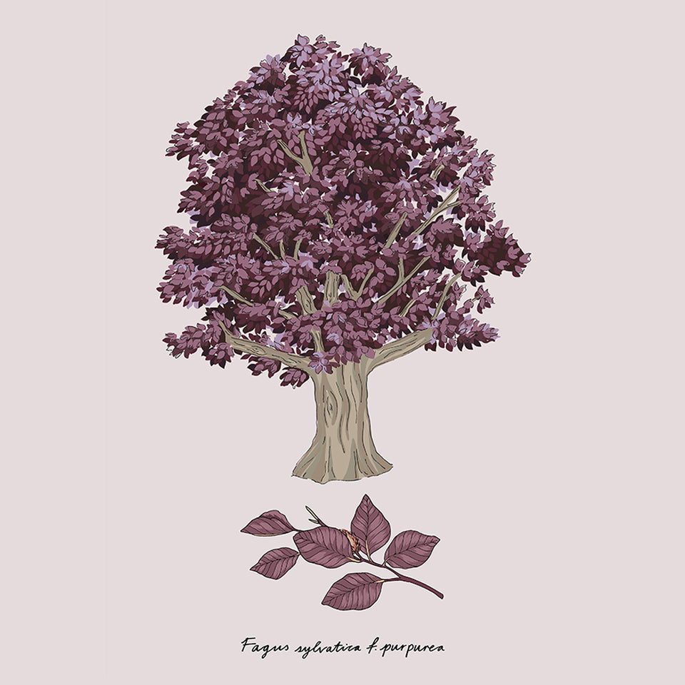 digital illustration of a copper beech tree