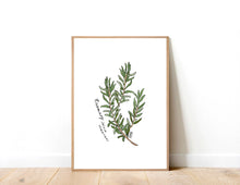 Load image into Gallery viewer, Rosemary (Salvia rosmarinus) Herb Art Print
