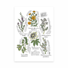 Load image into Gallery viewer, Useful Herbs Art Print
