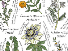 Load image into Gallery viewer, Useful Herbs Art Print
