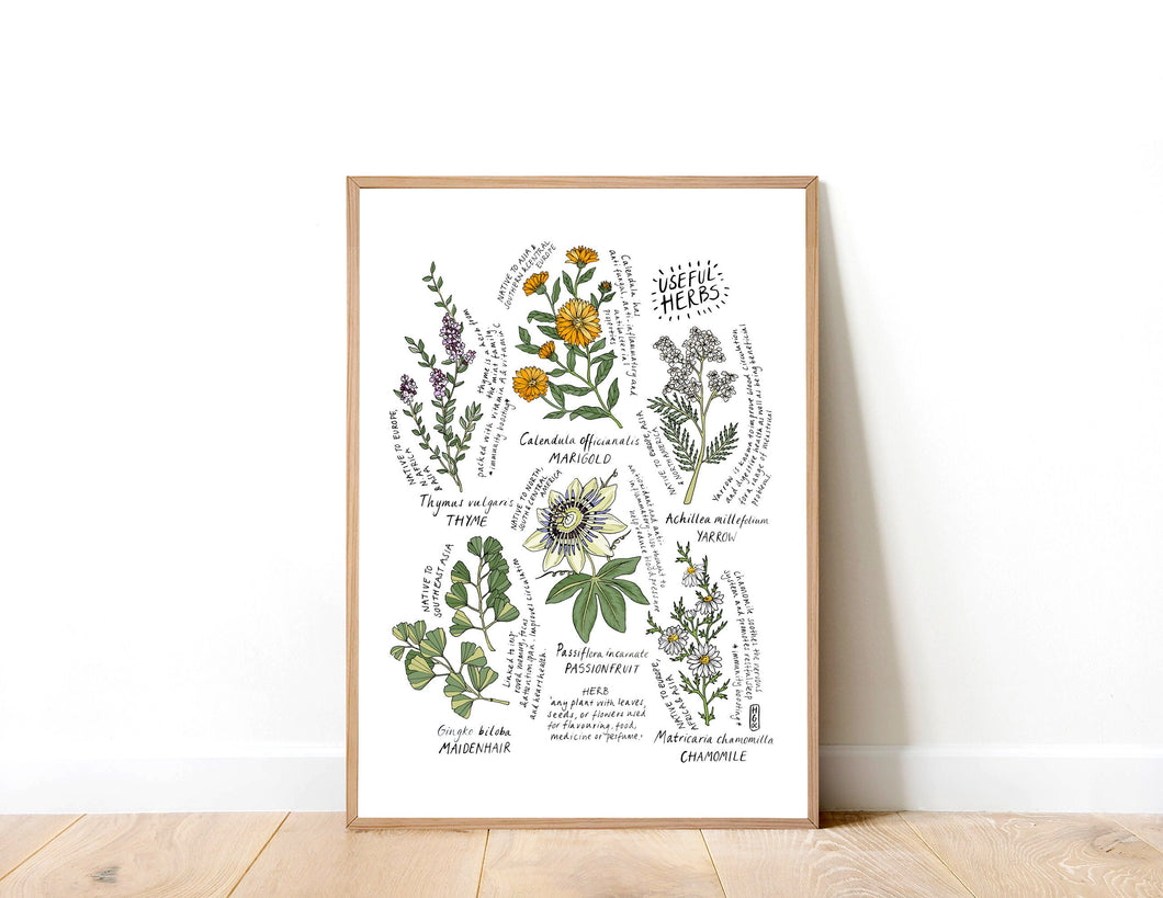 Useful Herbs Art Print