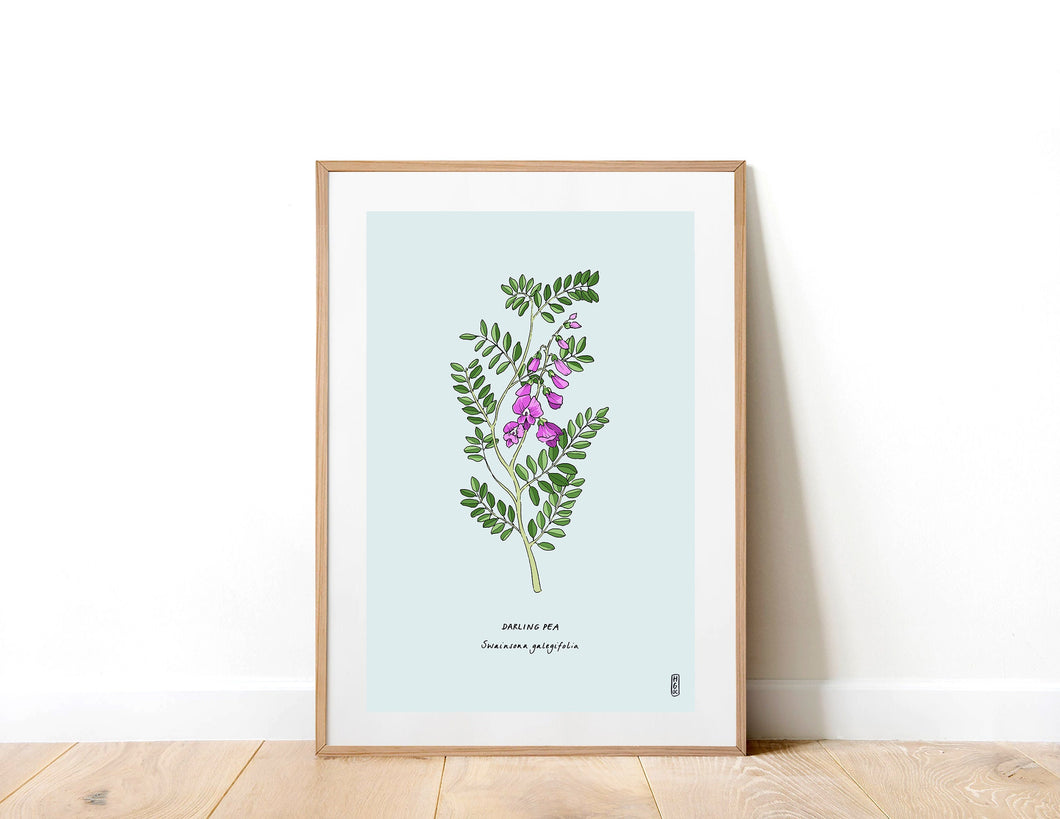 Darling Pea (Swainsona galegifolia) Art Print