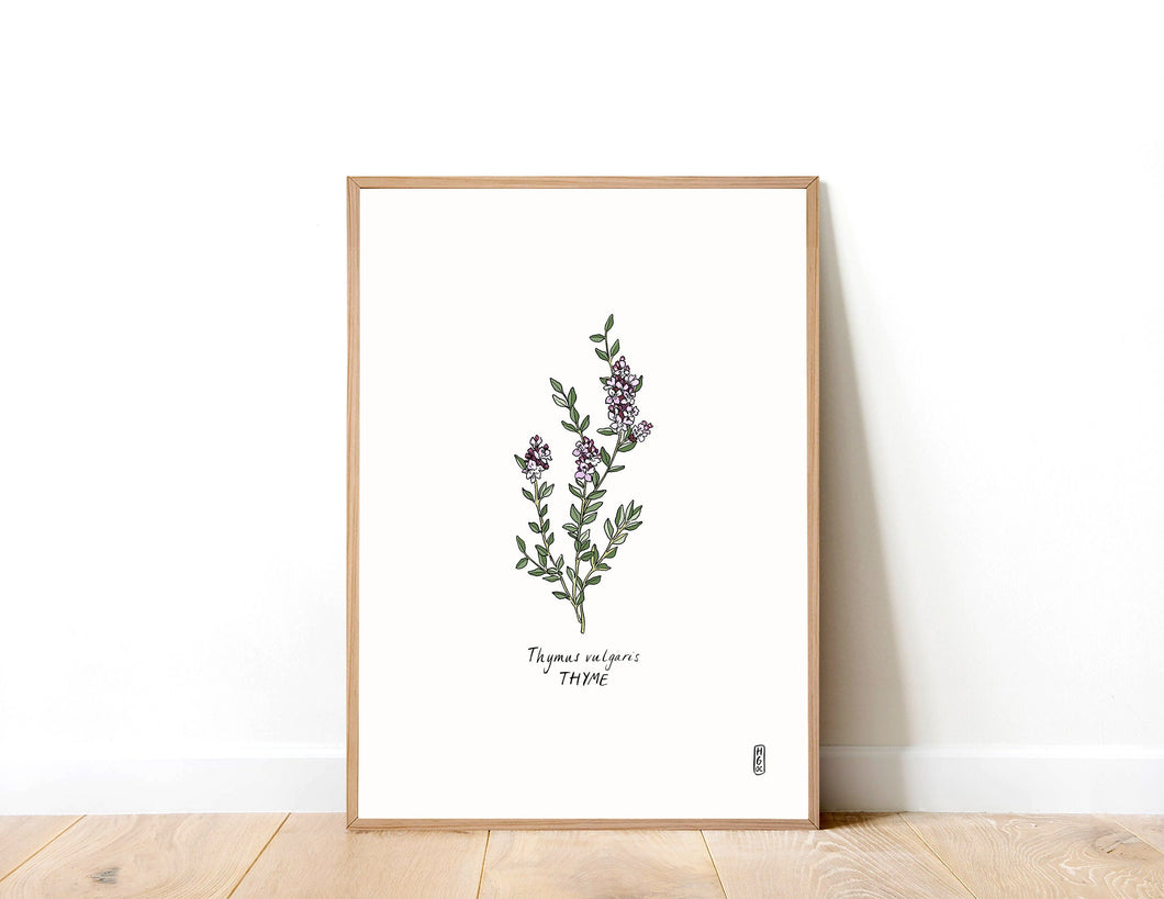 Thyme (Thymus vulgaris) Art Print
