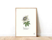 Load image into Gallery viewer, Passionflower (Passiflora incarnate) Art Print
