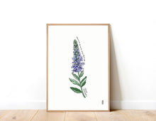 Load image into Gallery viewer, Spiked Speedwell (Veronica spicata) Art Print
