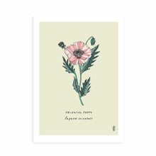 Load image into Gallery viewer, Oriental Poppy Art Print
