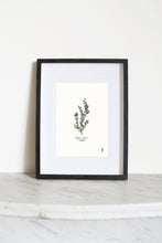 Load image into Gallery viewer, Thyme (Thymus vulgaris) Art Print
