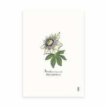 Load image into Gallery viewer, Passionflower (Passiflora incarnate) Art Print
