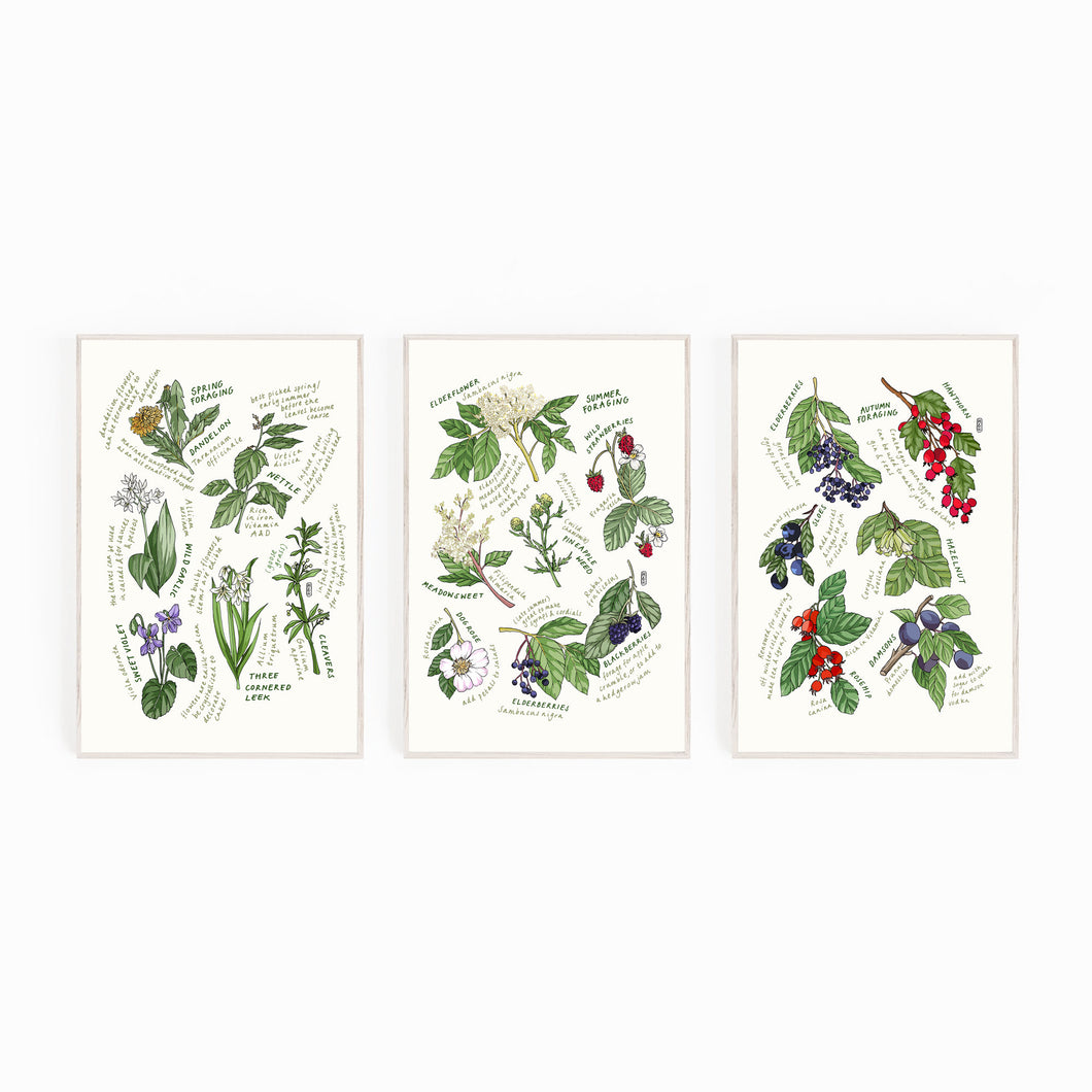Set Of 3 Foraging Prints. Spring, Summer & Autumn