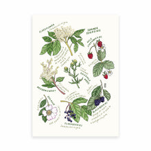 Load image into Gallery viewer, Set Of 3 Foraging Prints. Spring, Summer &amp; Autumn
