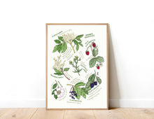 Load image into Gallery viewer, Summer Foraging Art Print

