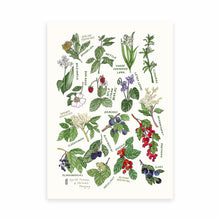 Load image into Gallery viewer, Wild Food Foraging Print - Spring Summer &amp; Autumn Foraging
