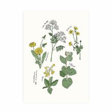 Load image into Gallery viewer, Wildflowers Of Wiltshire Art Print
