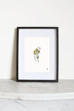 Load image into Gallery viewer, Pale St John&#39;s Wort Art Print
