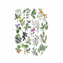 Load image into Gallery viewer, Medicinal Herbs Through The Seasons Art Print
